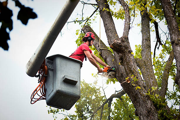 Reliable Missouri Valley, IA Tree Removal and Landscaping Services Solutions